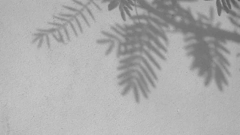 Gray shadows leaf in wind blowing overlay on white concrete wall Stock Footage 167787120