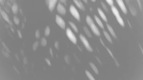 Gray shadows leaf in wind blowing overlay on white wall Stock Footage 171123283
