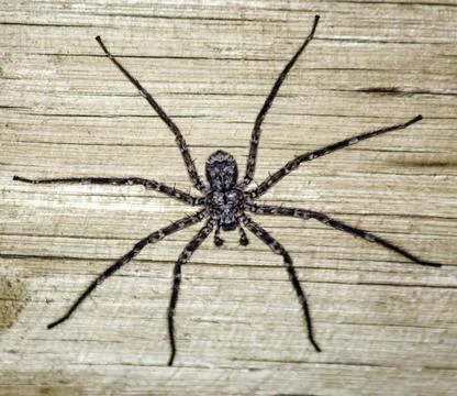 Gray shaggy predatory spider on the background of a wooden wall. Stock-Fotos