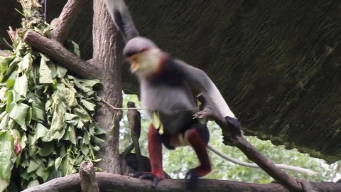 Gray-Shanked Douc Monkey Stock Footage 85567936