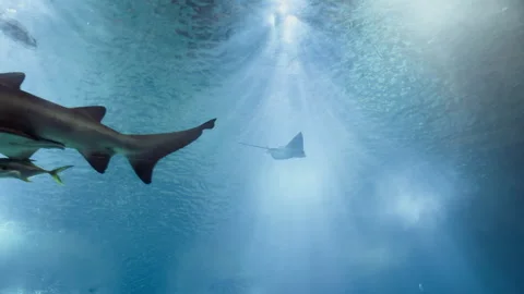 Gray shark and stingrays swimming in the clear water of oceanarium Stock Footage 316912785