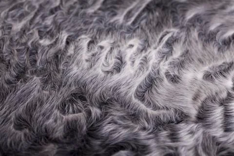 Gray sheep fur Stock Photos