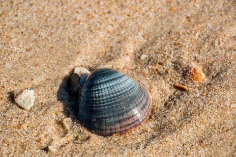 Gray shell in the sand at the beach of Spain Stockfoto's
