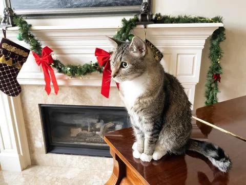 Gray short haired tabby cat on piano during the Christmas holiday season Stock Photos