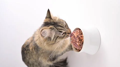 A gray Siberian cat eats canned food. Domestic pet eats from a white cup Stock Footage 148891737