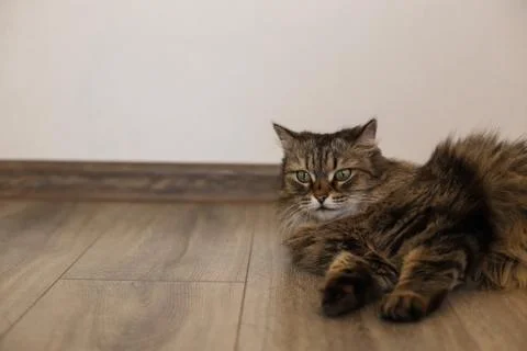 A gray Siberian cat is looking at the camera, lying on the floor. The cat lie Stock Photos