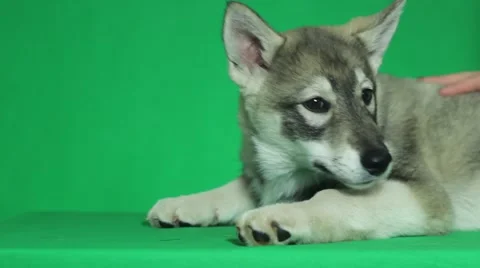 Gray Siberian Husky Stock Footage 47726331