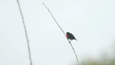 Gray Sided Flowerpecker On Small Branch Stock Footage 195253380