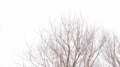 Gray sky Stock Footage 173694583