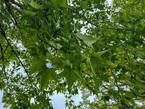 Gray sky through the treetops Stock Photos