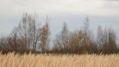 Gray sky, yellow grass, bare trees, image of autumn Stock Footage 118309155