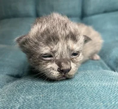 Gray is sleeping Stock Photos