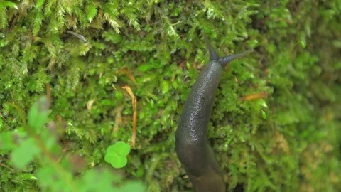 Gray slug creeps on small plants upwards in the right part of the frame 스톡 동영상 77661078
