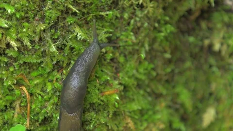 Gray slug creeps on small plants upwards in the left part of the frame 스톡 동영상 77661301