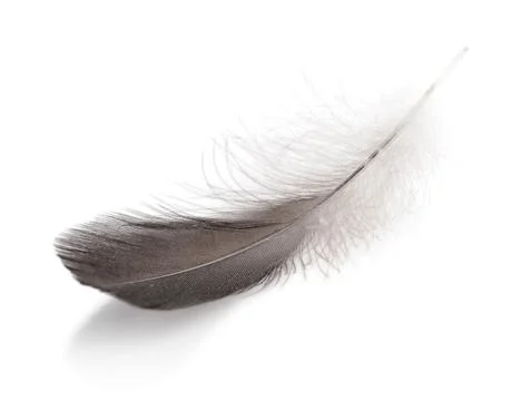 Gray small feather Stock Photos