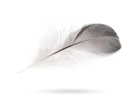 Gray small feather 写真素材