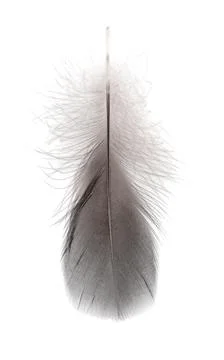 Gray small feather Stock Photos
