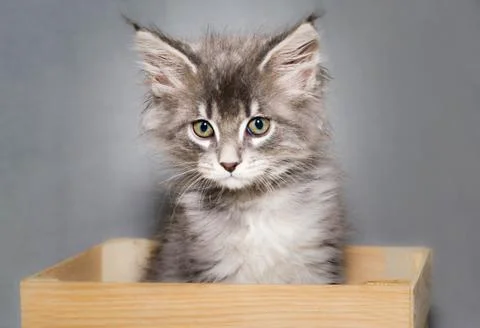 Gray small fluffy sad kitten of the maine coon color of tabby in a wooden box Stock-Fotos