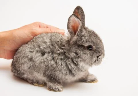 Gray small  rabbit 스톡 사진