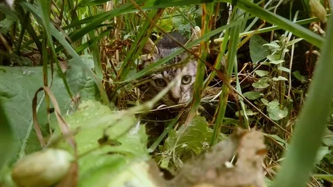 Gray small wild cat kitten sneaking in tall grass in the forest, close-up Stock Footage 81704141
