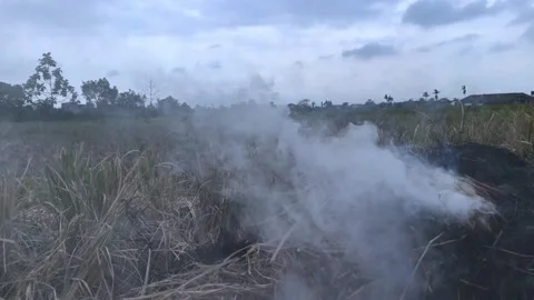 Gray smoke from burning dry plants against the sky (1) Stock Footage 324880155
