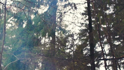 Gray smoke over a fire in a winter forest Stock Footage 88370247