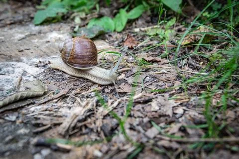 Gray snail with brown shell in the grass Stock-Fotos