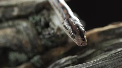 The Gray Snake is basking while detecting prey by sticking out its tongue for Video stock 151194937
