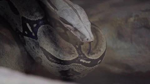 Gray snake crawled to water Stock Footage 105200587