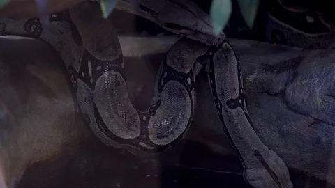 Gray snake crawled to water Stock Footage 105293416