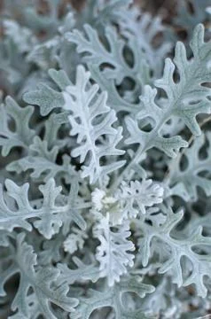 Gray soft eaves of Centaurea cineraria plant Stock Photos