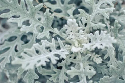Gray soft eaves of Centaurea cineraria plant Foto stock