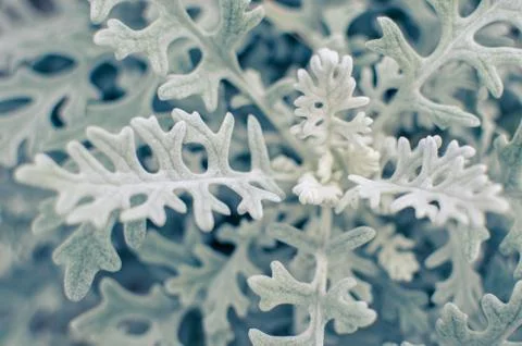 Gray soft eaves of Centaurea cineraria plant Stock Photos