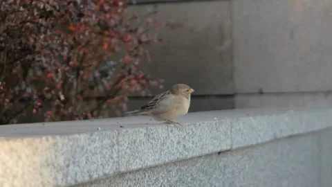 Gray sparrow on a concrete surface. Stock Footage 121224180