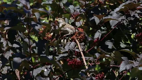 A gray sparrow with an open yellow beak hops on a branch with large red-purple Stock Footage 152819470