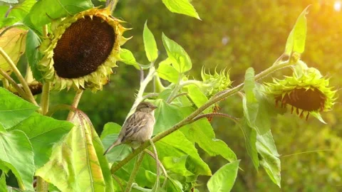 Gray sparrow sits in bush of high sunflower Stock Footage 91106727