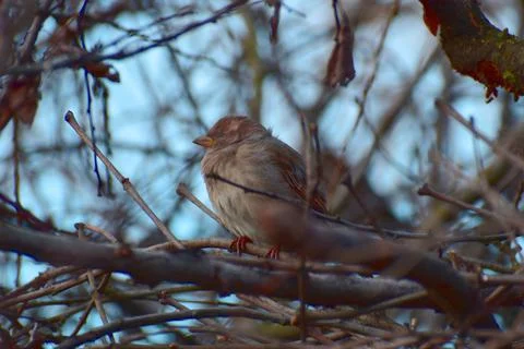 The gray sparrow sits on the inner branches of a tree. Stock Photos