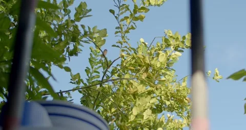Gray sparrow on tree branch in summer sunny day.A small brown beautiful bird. Stock Footage 247839224