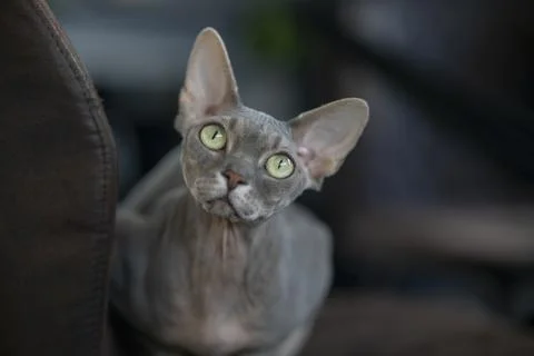 Gray Sphinx cat on a dark background Stock Photos