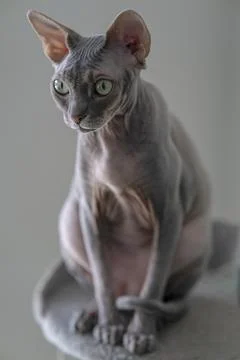 Gray sphinx cat Foto stock