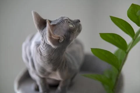 Gray sphinx cat. Stock Photos
