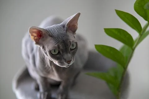 Gray sphinx cat. Foto stock