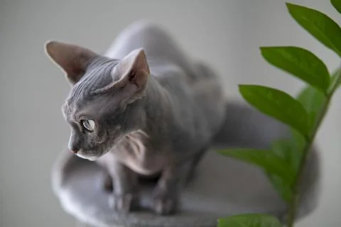 Gray sphinx cat. Stock Photos