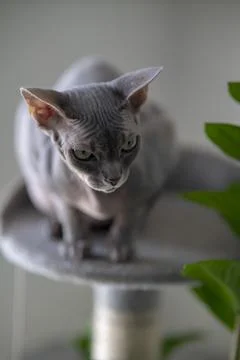 Gray sphinx cat. Stock Photos