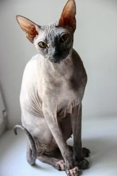 Gray sphinx cat sits on a white window sill and looks into the frame Foto stock