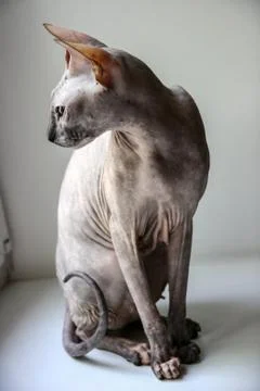 Gray sphinx cat sits on a white window sill and looks into the frame Foto stock