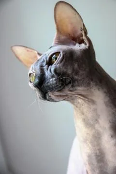 Gray sphinx cat sits on a white window sill and looks into the frame Stock Photos