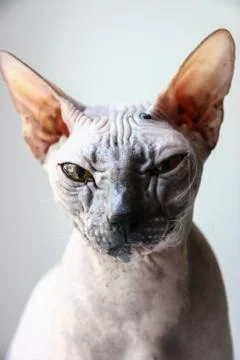 Gray sphinx cat sits on a white window sill and looks into the frame Stock Photos