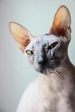 Gray sphinx cat sits on a white window sill and looks into the frame Foto stock