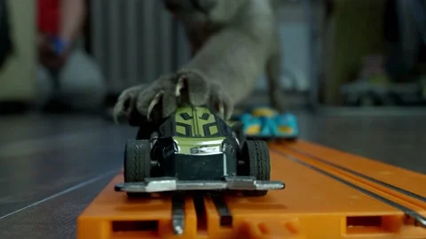 Gray sphinx cat on a toy track. Stock Footage 228971854